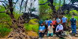 Lambayeque: conoce el árbol milenario de algarrobo 'Jagüey Negro'