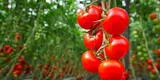 ¿El tomate es fruta o verdura? ChatGPT da contundente respuesta