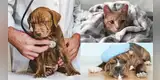 ¿Las mascotas también se resfrían?