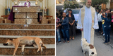 La conmovedora historia del sacerdote que recoge a perros abandonados y los da en adopción en misas