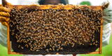 Lambayeque: 20 mil colmenas de abejas, que producen 300 mil kg de miel, se perderían ante lluvias