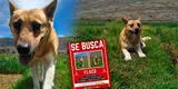 Perrito con cáncer viaja desde Huancayo a Lima para iniciar quimioterapias, pero se pierde en el Callao