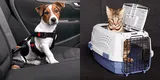 Mascotas: Aprende a llevarlas en el auto