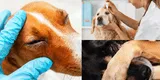 Mascotas: Síntomas del ojo seco en tus perritos