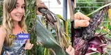 Joven española cosecha maíz morado en España, pero no fue lo que esperaba: "Solo un grano"