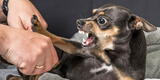¿Qué significa soñar con perros que te quieren morder?