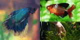 Mascotas: Trata los síntomas de los hongos en tus peces