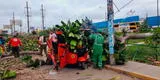 Árbol cae sobre mototaxi estacionada y conductor se salva de milagro en San Martín de Porres