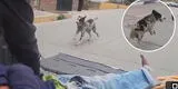 Huancayo: indigente es auxiliado por fuerte dolor, pero su perrito no lo abandona y lo sigue hasta hospital