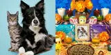 Día de los muertos de mascotas: cuál es su historia y qué ponerles como ofrenda cuando nos visiten
