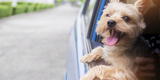 Pet friendly: Conoce los nuevos lugares donde puedes ir con tu mascota