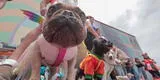 Magdalena del Mar: más de 600 perros compitieron en concurso de mascotas 'Halloween Canino'