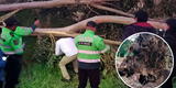 Tragedia en Huancayo: árbol de 10 metros cae y mata a escolar con discapacidad tras aplastarla