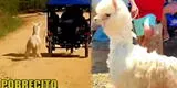 Tarapoto: alpaca bebé es arrastrada por mototaxi y dueños aseguran que así la trasladan siempre