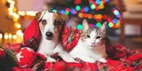 Navidad: Regalos para sorprender a tus mascotas