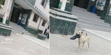 “Firulais burlándose de la ley”: capta a perrito afuera de estación policial y travesura es viral