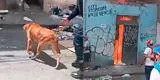 Cercado de Lima: perro ingresa a vivienda consumida por voraz incendio y no se sabe nada de él