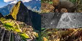 Machu Picchu es sorprendente: Hallan 3 nuevos mamíferos en el Santuario Histórico