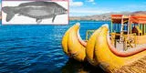 Pez depredador de África no solo fue hallado en el Lago Titicaca, sino también en Cajamarca y Cusco