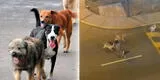 Perros callejeros atacan a niña y mujer en Ventanilla: AQUÍ los videos que asustaron a los vecinos