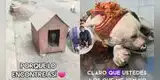 Ayuda a Patitas: perrito que fue cruelmente torturado ahora lucha por vivir y caso es viral
