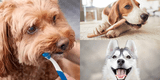 Mascotas: Aprende a limpiar los dientes de tu perro