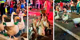 "Mamá gansa y sus gansitos": desfile de aves enternece y se roba el show en el corso de Mollendo