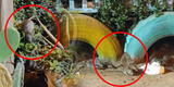 San Juan de Lurigancho: vecinos preocupados por plaga de ratas que invaden el barrio de Santa Rosa