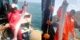 Áncash: pescadores hallan a temible 'pez remo', pronosticador de terremotos según mito popular