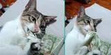 Gato se venga de su dueño y se come su billete de S/10: “Te voy a comprar tu Wishkas”
