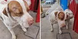 Maltrato animal en el Callao: Mujer acuchilla 19 veces a perrito y lo deja gravemente herido