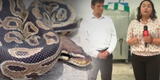 Magdalena: enorme serpiente Pitón es hallada en complejo deportivo Chamochumbi