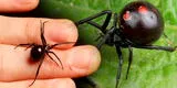 Terror en Áncash: Joven resulta envenenado tras picadura de araña "viuda negra"