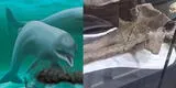 Descubren restos de increíble delfín milenario que habitó en la selva peruana: "El más grande la historia"