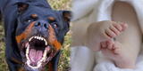 Terror en SJL: perros rottweilers muerden y matan a bebé de 3 meses tras descuido de su tía