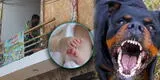 SJL: rottweilers que mataron a bebé siguen en perrera municipal y podrían ser sacrificados
