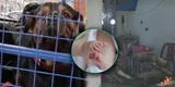 Rottweilers matan a bebé en SJL: tía de la menor podría ser acusada de homicidio culposo
