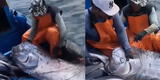 Arequipa: pescadores hallan a temible pez remo, relacionado popularmente con terremotos