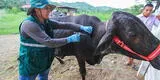 Se realizará la vacunación contra la rabia en más de 260 mil cabezas de ganado