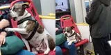 Perrito enternece al ocupar un asiento en bus, pero en X critican al dueño: "Es un animal"