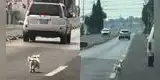 Perrito persigue desesperado a sus dueños que lo abandonaron en plena carretera ¿Cómo así?
