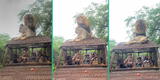 Pareja de leones tiene sexo encima de vehículo safari; turistas graban épico momento