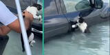 Dubái: gato se aferra a la vida luego de quedarse atrapado en las inundaciones masivas