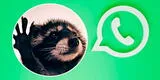WhatsApp: ¿Cómo descargar el sticker del mapache Pedro y el audio de Raffaella Carrá?
