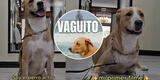 De las calles al cine: Conoce la CONMOVEDORA historia del perrito actor que interpreta a "Vaguito"