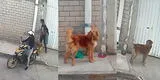 Pareja amarra a perrito a un tubo y lo abandonan sin remordimiento en plena calle: caso tuvo final inesperado
