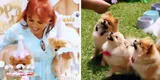 Magaly Medina celebra A LO GRANDE el cumpleaños de sus cuatro perros: "Los bebés cumplen un año"