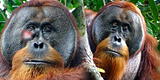 Orangután sorprende a científicos al usar una planta medicinal para curarse una herida facial
