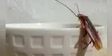 Cuánto tiempo viven las cucarachas voladoras y por qué no deberías pisarlas por nada