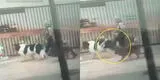 Denuncian a paseador de perros por maltrato animal en Miraflores tras patear a mascota y es viral